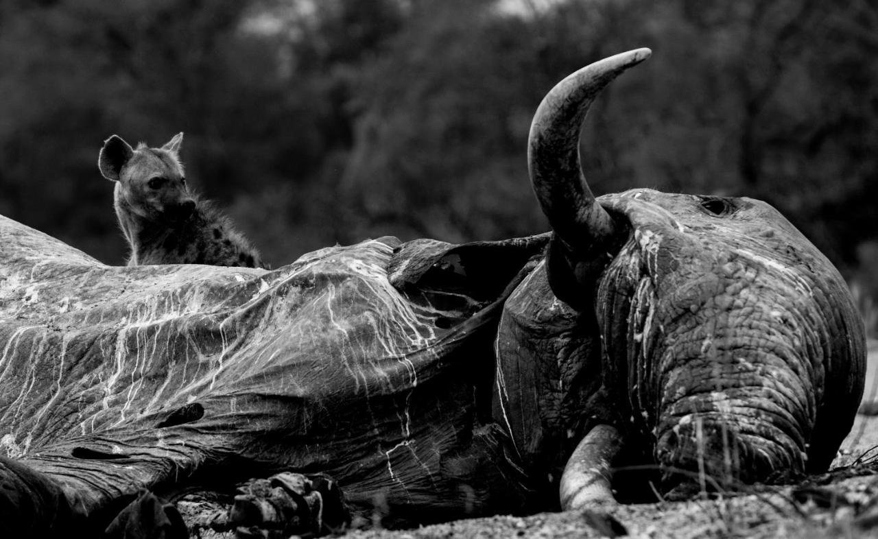 Jock Safari Lodge Skukuza Esterno foto