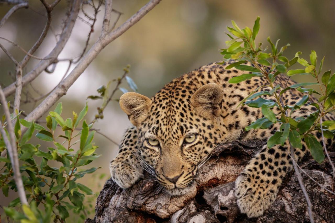 Jock Safari Lodge Skukuza Esterno foto