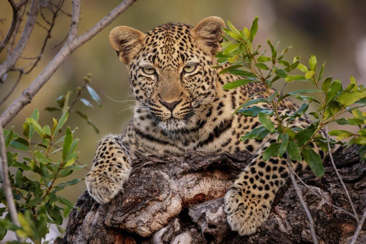 Jock Safari Lodge Skukuza Esterno foto